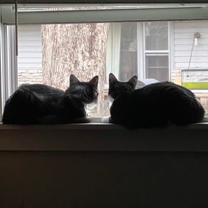 Meet your Posher, Kolbee